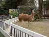 ueno_zoo_0580_mini.jpg