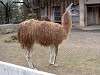 ueno_zoo_0581_mini.jpg