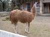 ueno_zoo_0582_mini.jpg