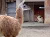 ueno_zoo_0584_mini.jpg