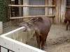 ueno_zoo_0585_mini.jpg