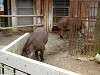 ueno_zoo_0586_mini.jpg