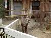 ueno_zoo_0587_mini.jpg