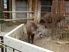ueno_zoo_0588_mini.jpg