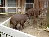 ueno_zoo_0589_mini.jpg