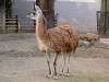 ueno_zoo_0590_mini.jpg