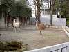 ueno_zoo_0591_mini.jpg