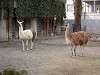 ueno_zoo_0592_mini.jpg