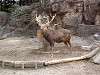 ueno_zoo_0593_mini.jpg