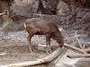ueno_zoo_0595_mini.jpg