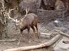 ueno_zoo_0597_mini.jpg