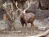 ueno_zoo_0598_mini.jpg