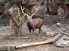 ueno_zoo_0599_mini.jpg