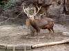 ueno_zoo_0600_mini.jpg
