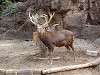 ueno_zoo_0603_mini.jpg