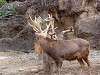 ueno_zoo_0605_mini.jpg