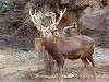 ueno_zoo_0607_mini.jpg