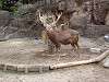 ueno_zoo_0608_mini.jpg