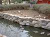 ueno_zoo_0611_mini.jpg