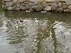 ueno_zoo_0612_mini.jpg