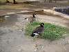 ueno_zoo_0621_mini.jpg