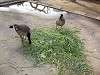 ueno_zoo_0622_mini.jpg