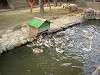 ueno_zoo_0625_mini.jpg