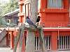 ueno_zoo_0628_mini.jpg