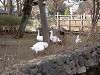 ueno_zoo_0629_mini.jpg
