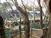 ueno_zoo_0633_mini.jpg