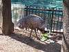 ueno_zoo_0637_mini.jpg