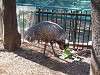ueno_zoo_0640_mini.jpg