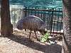 ueno_zoo_0643_mini.jpg