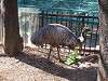 ueno_zoo_0645_mini.jpg
