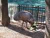 ueno_zoo_0646_mini.jpg