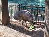 ueno_zoo_0647_mini.jpg