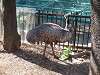 ueno_zoo_0648_mini.jpg