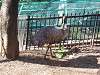 ueno_zoo_0649_mini.jpg