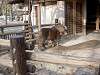 ueno_zoo_0656_mini.jpg