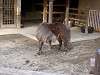 ueno_zoo_0658_mini.jpg