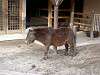 ueno_zoo_0660_mini.jpg