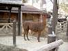 ueno_zoo_0661_mini.jpg
