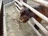 ueno_zoo_0662_mini.jpg