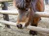 ueno_zoo_0663_mini.jpg