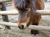 ueno_zoo_0664_mini.jpg