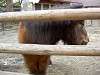 ueno_zoo_0665_mini.jpg
