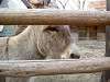 ueno_zoo_0667_mini.jpg