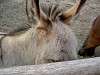 ueno_zoo_0669_mini.jpg