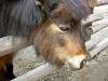 ueno_zoo_0671_mini.jpg
