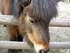 ueno_zoo_0672_mini.jpg